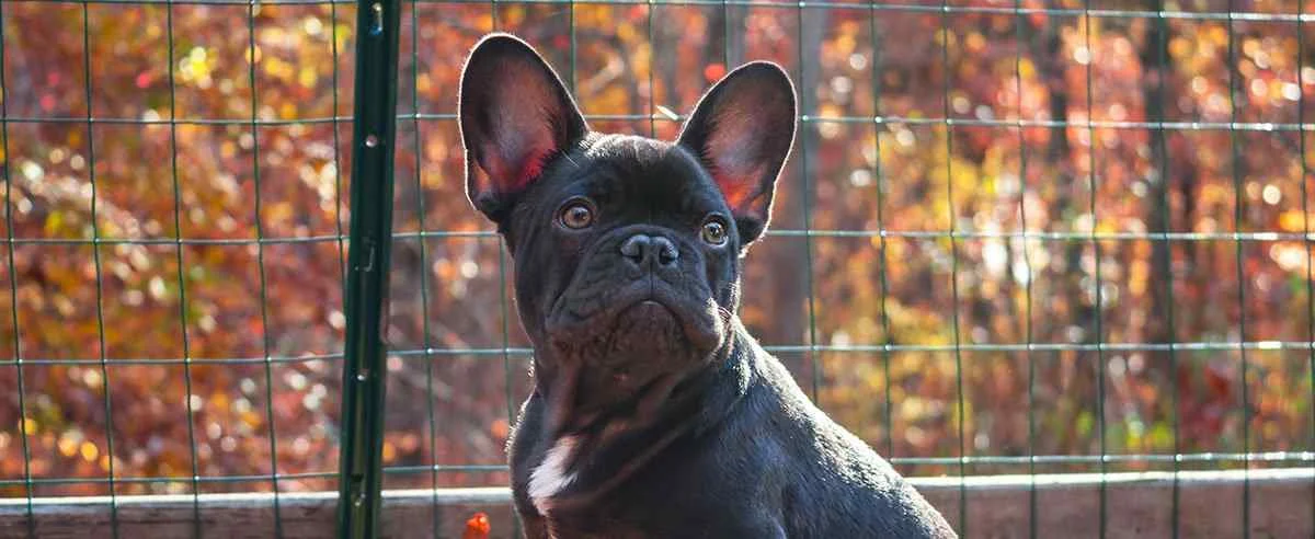 Pets, Small Animals & Gardens Fencing Guide