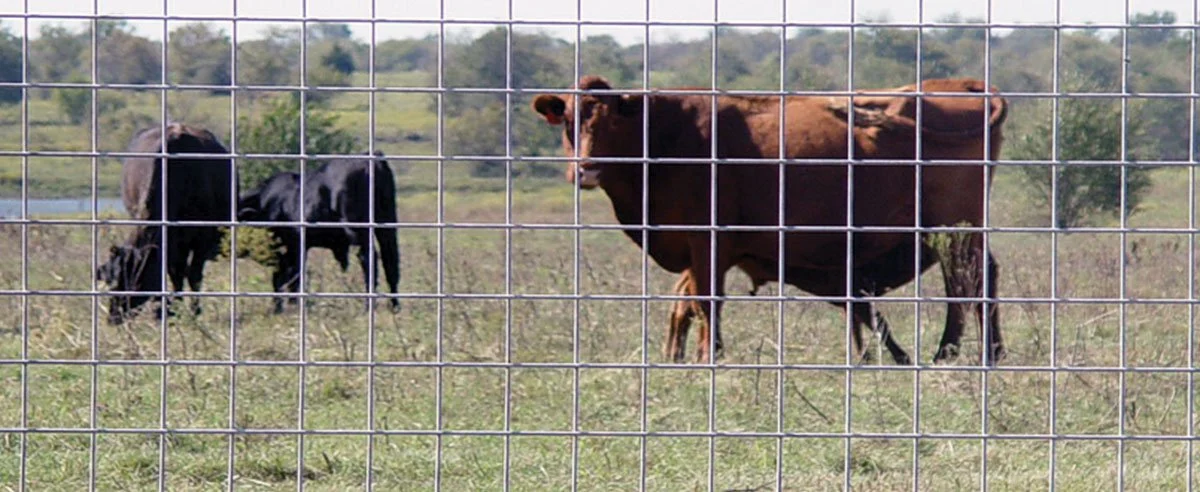 Cattle Fencing Guide