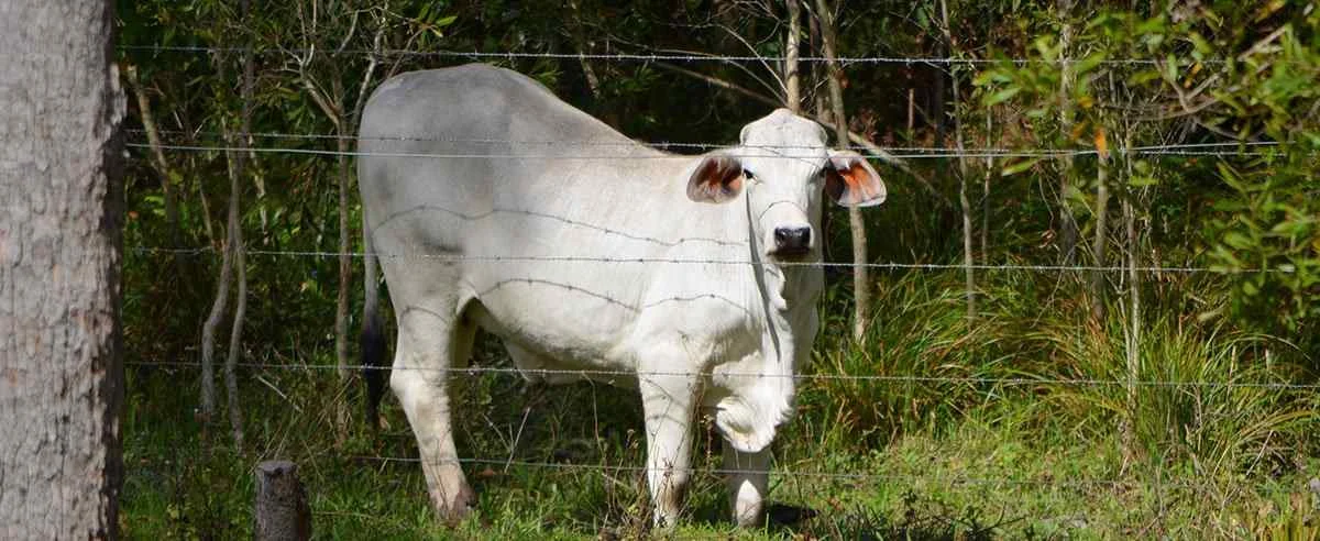 Cattle Fencing Guide