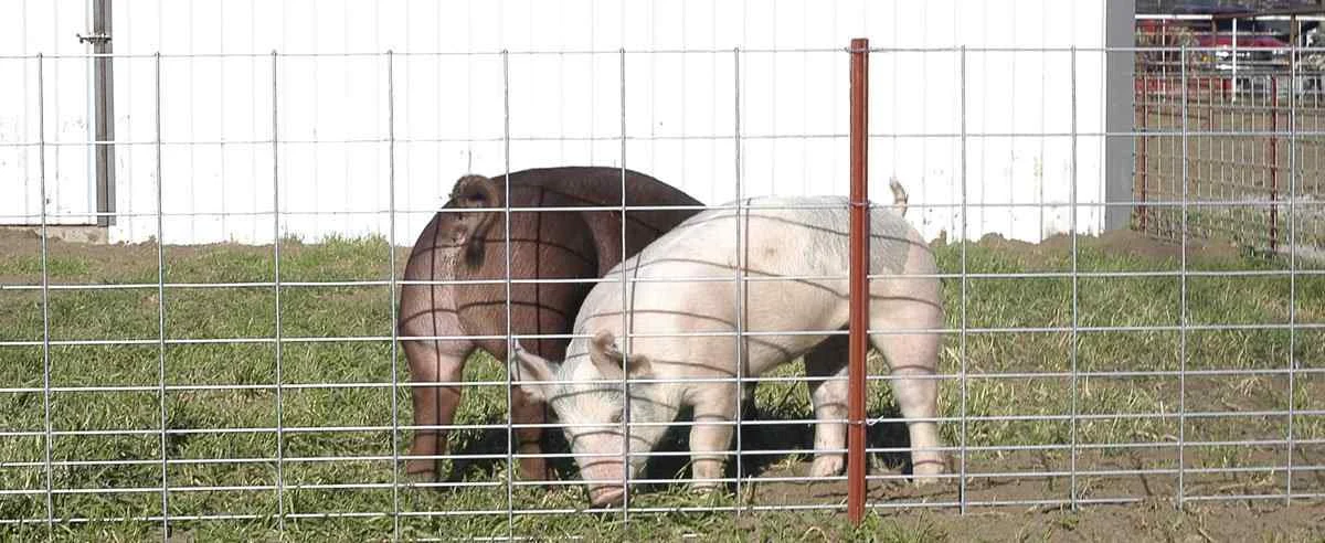Hog Fencing Guide
