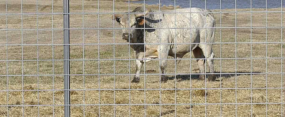 Livestock Panels
