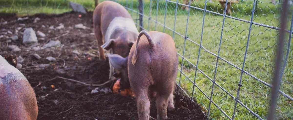 Hog Fencing Guide