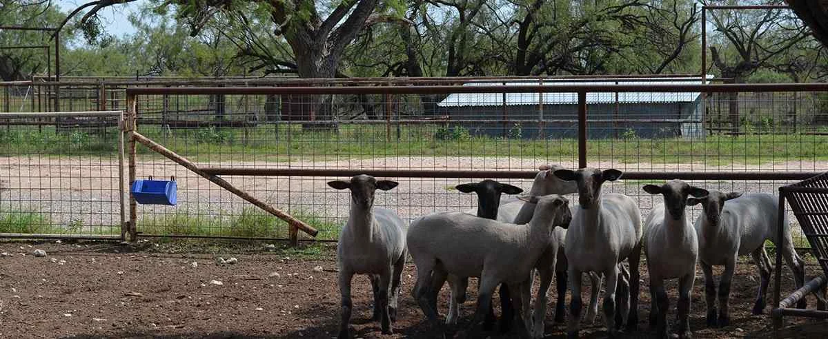 Sheep & Goat Fencing Guide