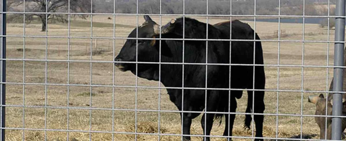 Livestock Panels