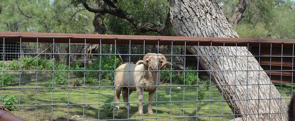 Sheep & Goat Fencing Guide
