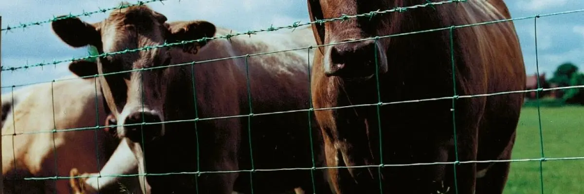 Cattle Fencing Guide