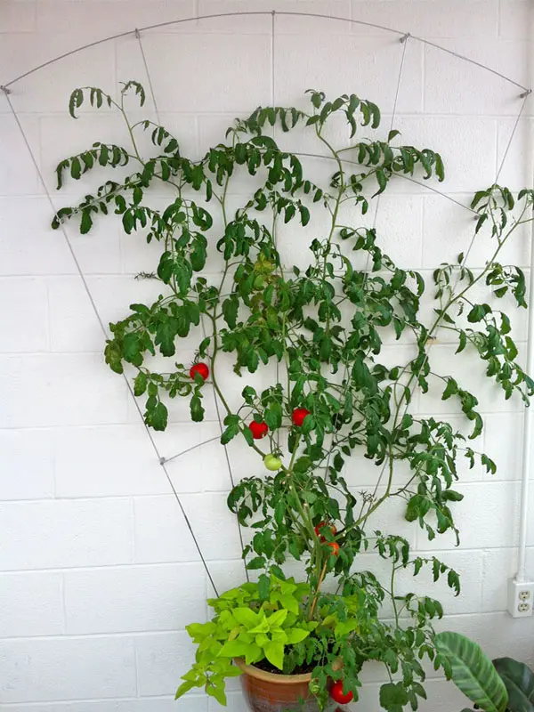 Feeney Somerset 3-in-1 Trellis photo